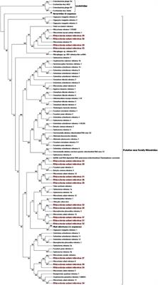 Extreme Diversity of Mycoviruses Present in Isolates of Rhizoctonia solani AG2-2 LP From Zoysia japonica From Brazil